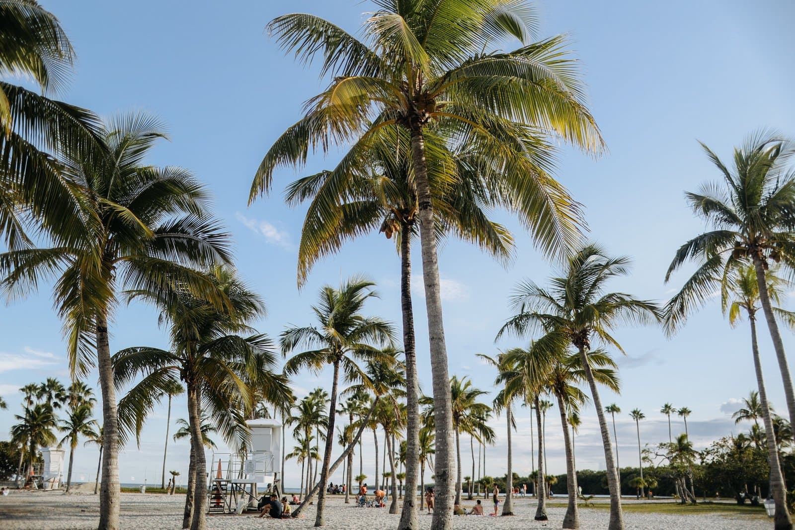 Palm trees on a South Florida beach under a blue sky ahead of a king-tide weekend of rain and coastal flooding across Miami-Dade, Broward, and Palm Beach counties.