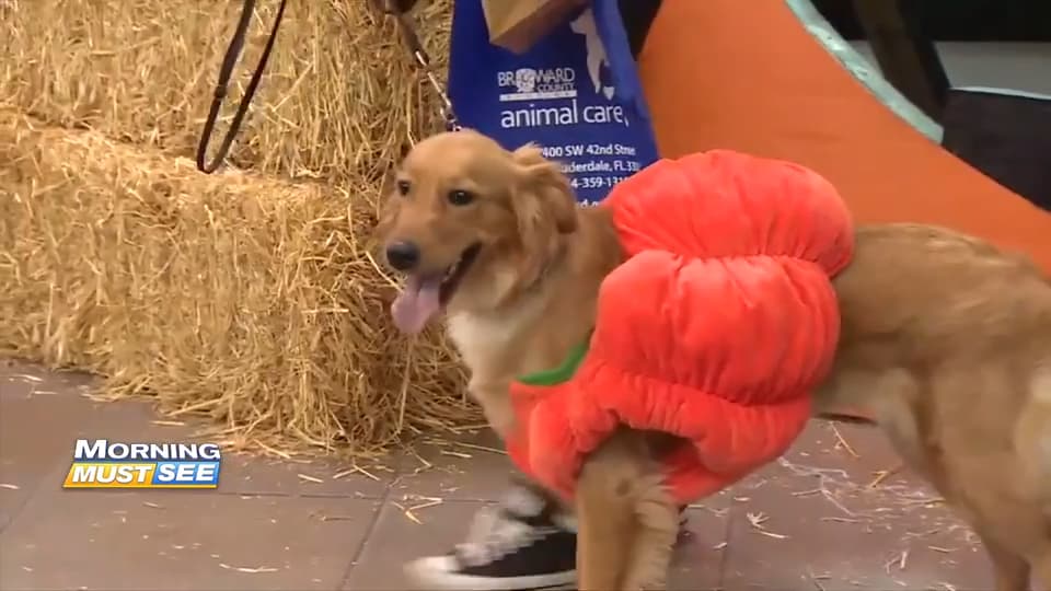 Broward Animal Care hosts Halloween party to support adoption efforts